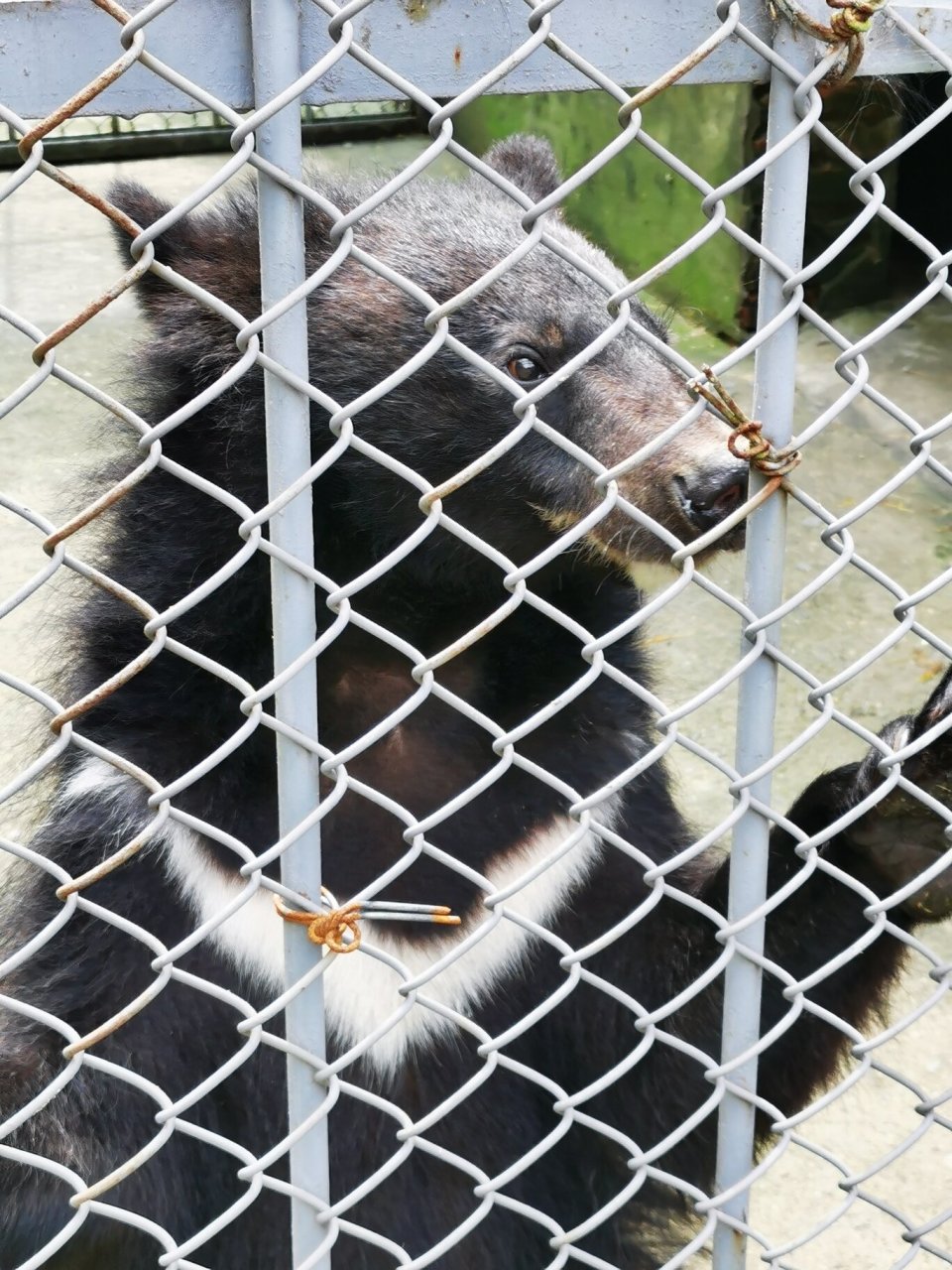 打卡铜陵市动物园 确切说是动物养殖基地,比想象的好很多.