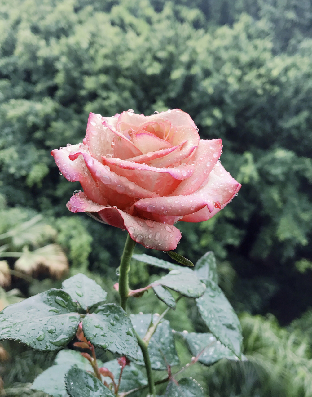雨中的红酒月季