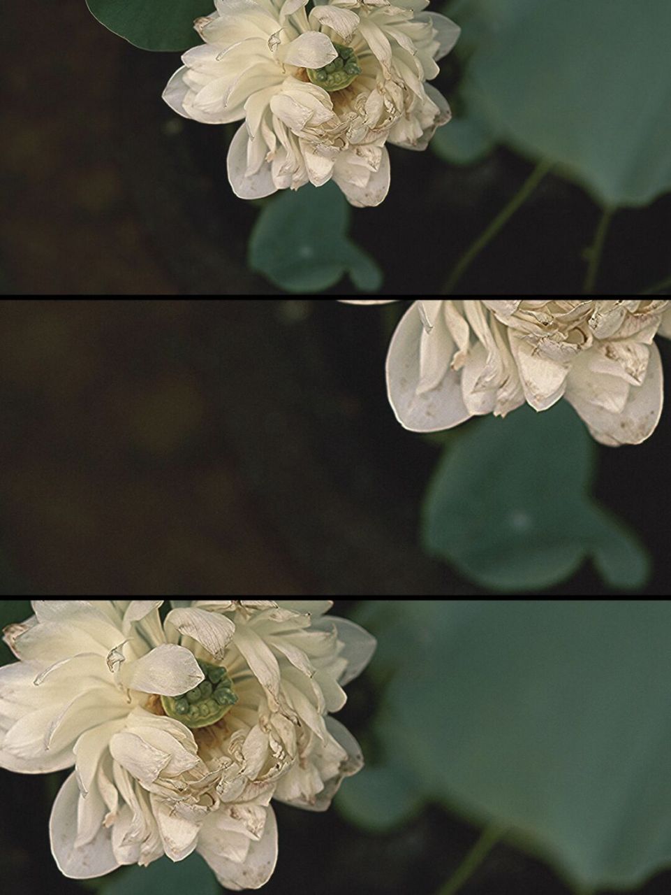 7415修图app:黄油04 7415滤镜:三格ii 80 7415特效