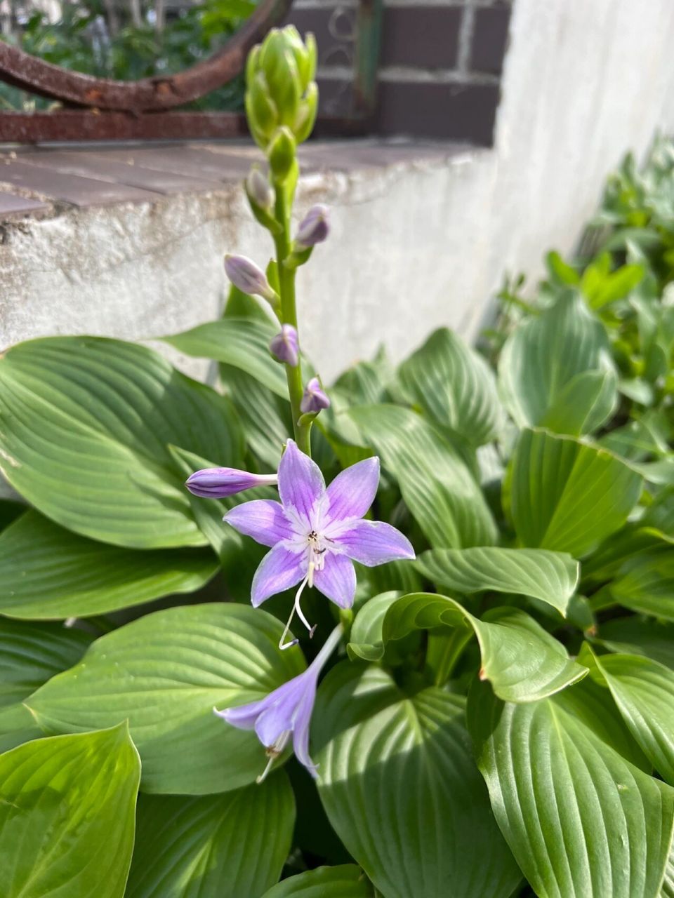 东北路边的那些野花——东北玉簪 玉簪花语:坚贞.