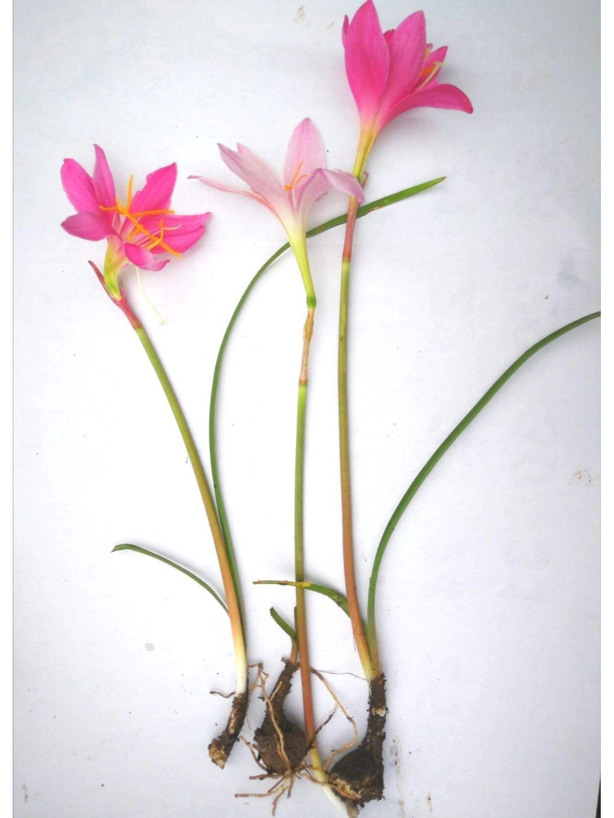【分类】:被子植物门,单子叶植物纲,百合目,石蒜科,葱莲属 【别名