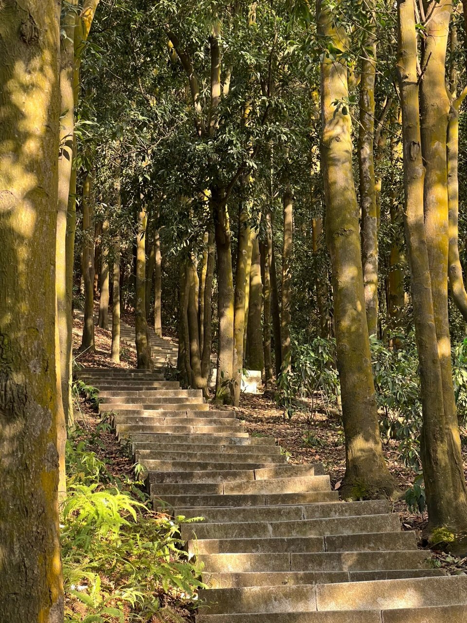 旗岭森林公园图片