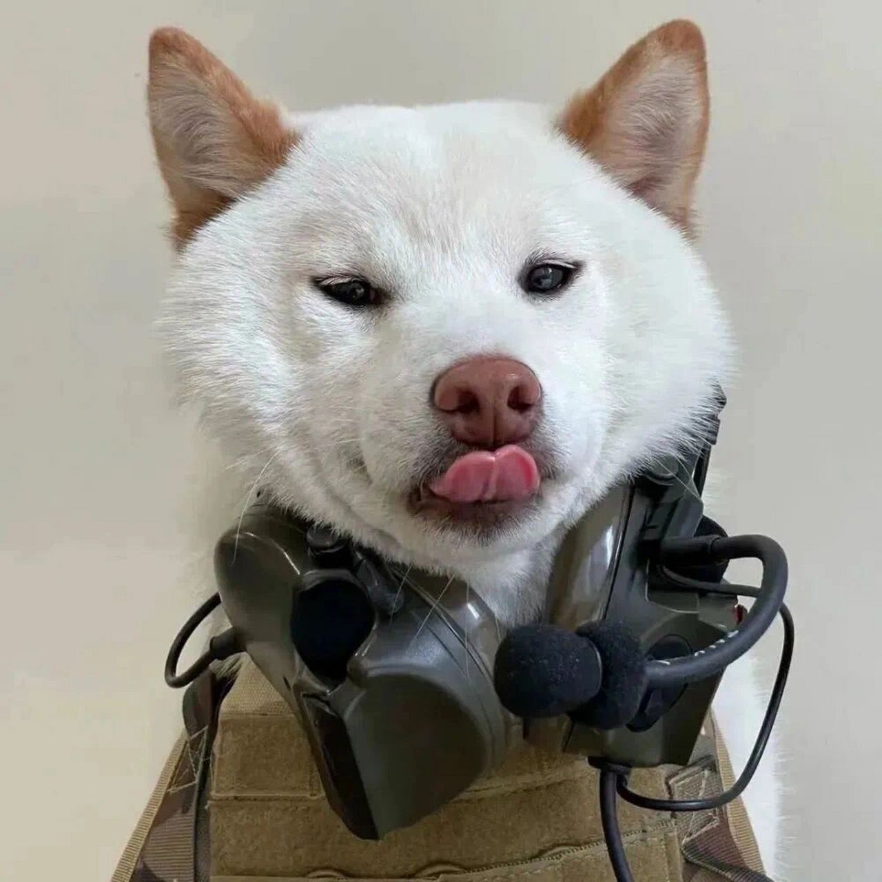 狗狗情头|这也太可爱了吧 勇敢修狗不怕困难