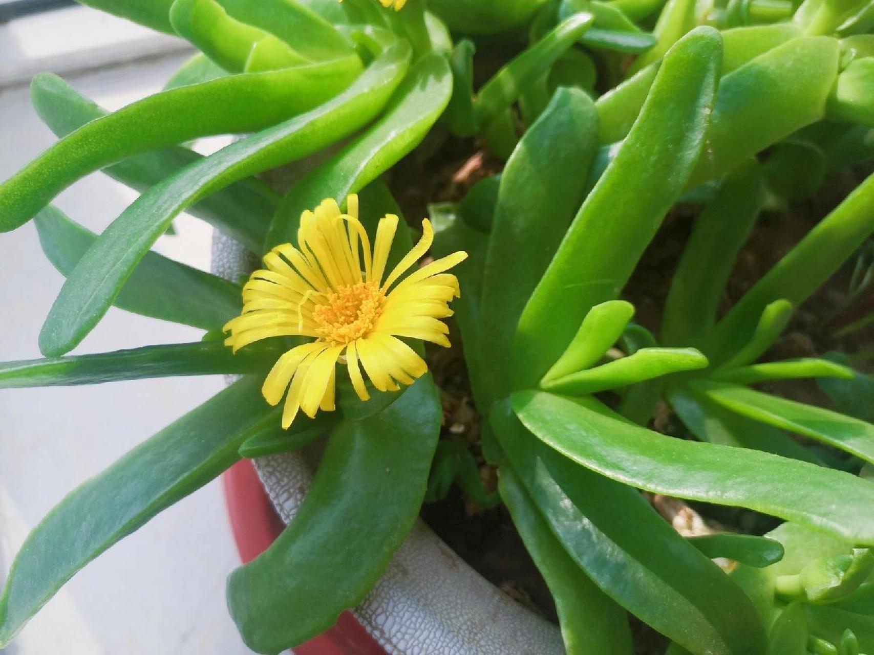 来自冬日暖阳下的一抹绿植--佛手花 91暖暖的阳光洒在窗台上,绿色与