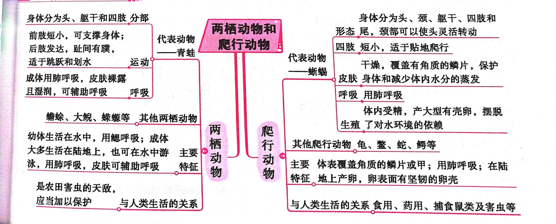 八年级生物思维导图