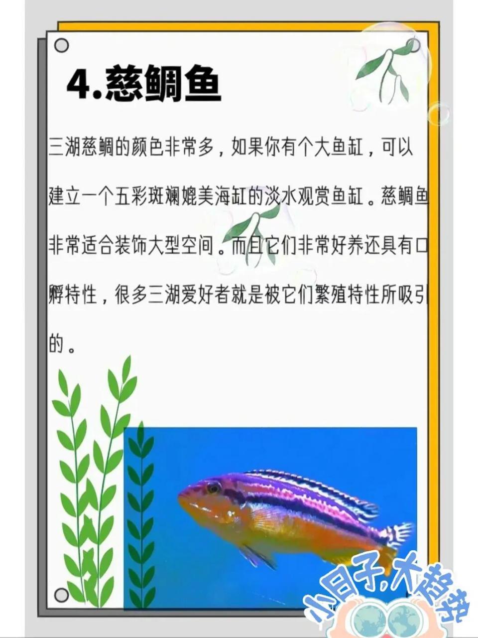 适合新手养的常温鱼 一,地图鱼 地图鱼两种颜色,黑红色跟粉红色,地图