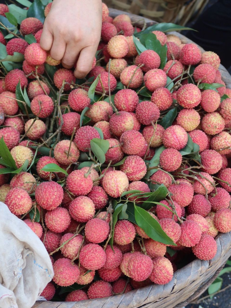 合江荔枝|奥运水果,合江带绿荔枝 从来没有认真的去了解过家乡的荔枝