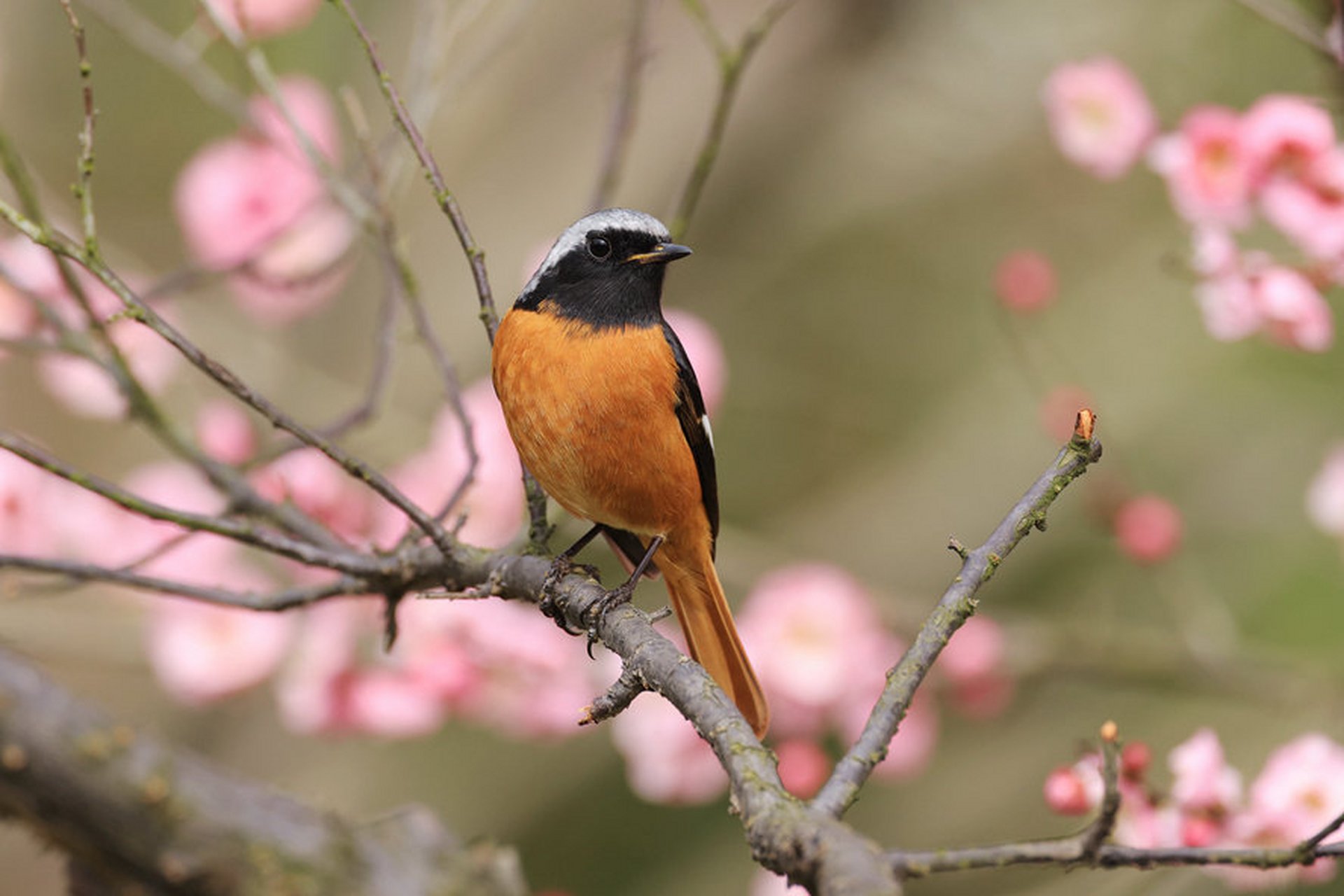 每年这个时候,我们就能在宁波看到许多可爱的身影.