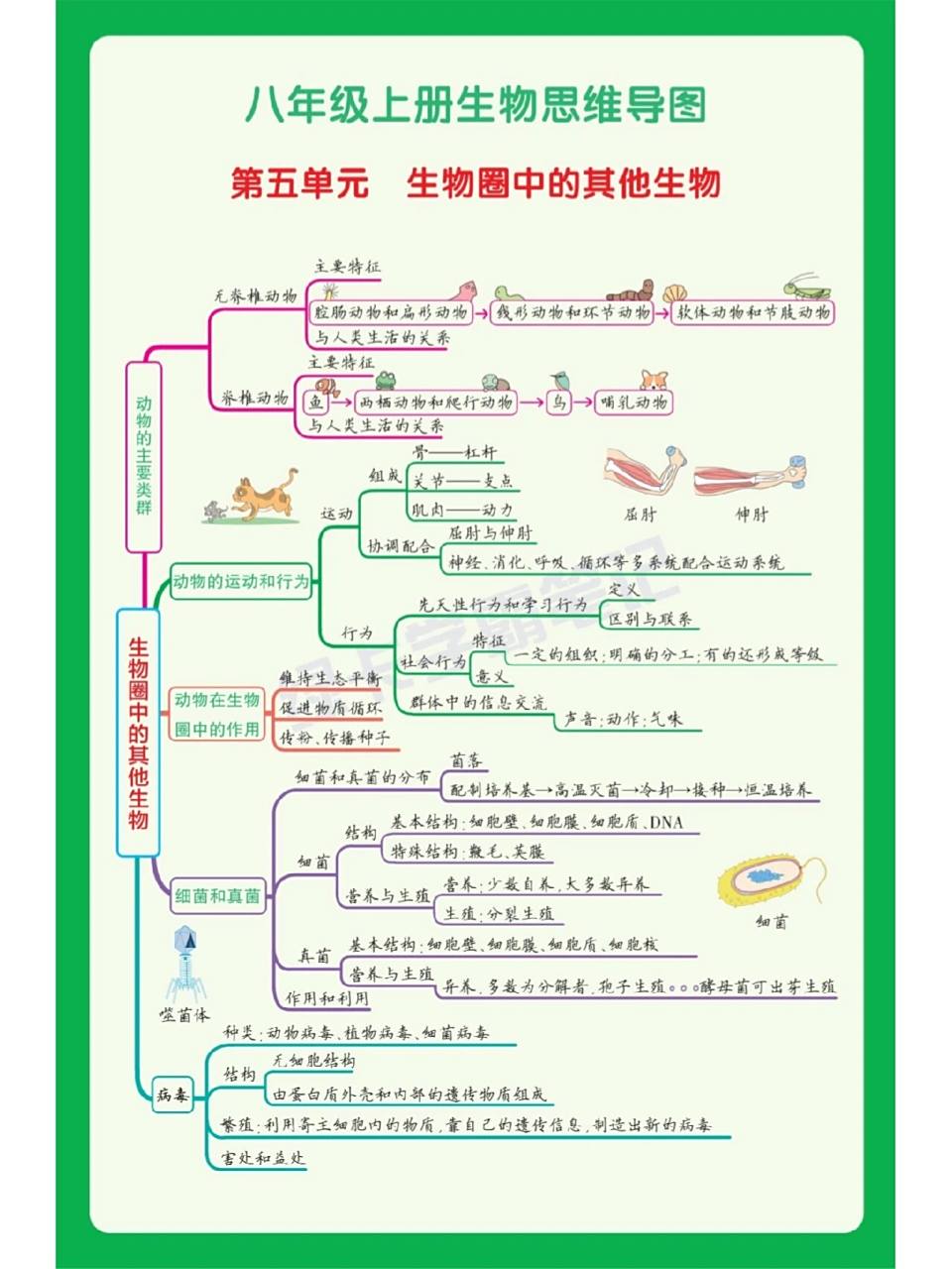 八年级上册生物思维导图 初二的学生来打卡学习啦!