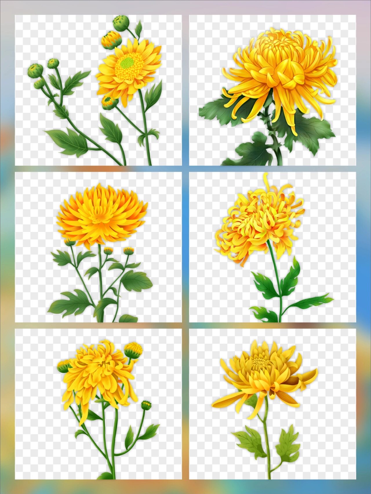 清泉凝白雪 这组秋日菊花免抠素材,精美亮丽 也很适合用于节日海报,视