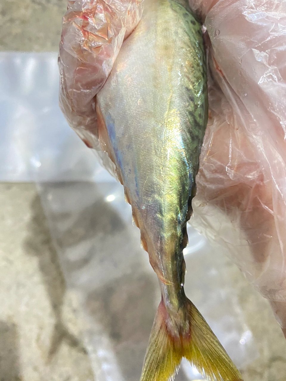 花仙鱼的颜值真的好高啊 这个可不是巴浪鱼,你们能分清花仙和巴浪的