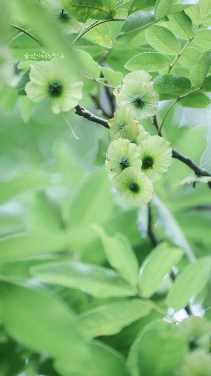 青钱柳,清新脱俗的摇钱树,胡桃科青钱柳属.