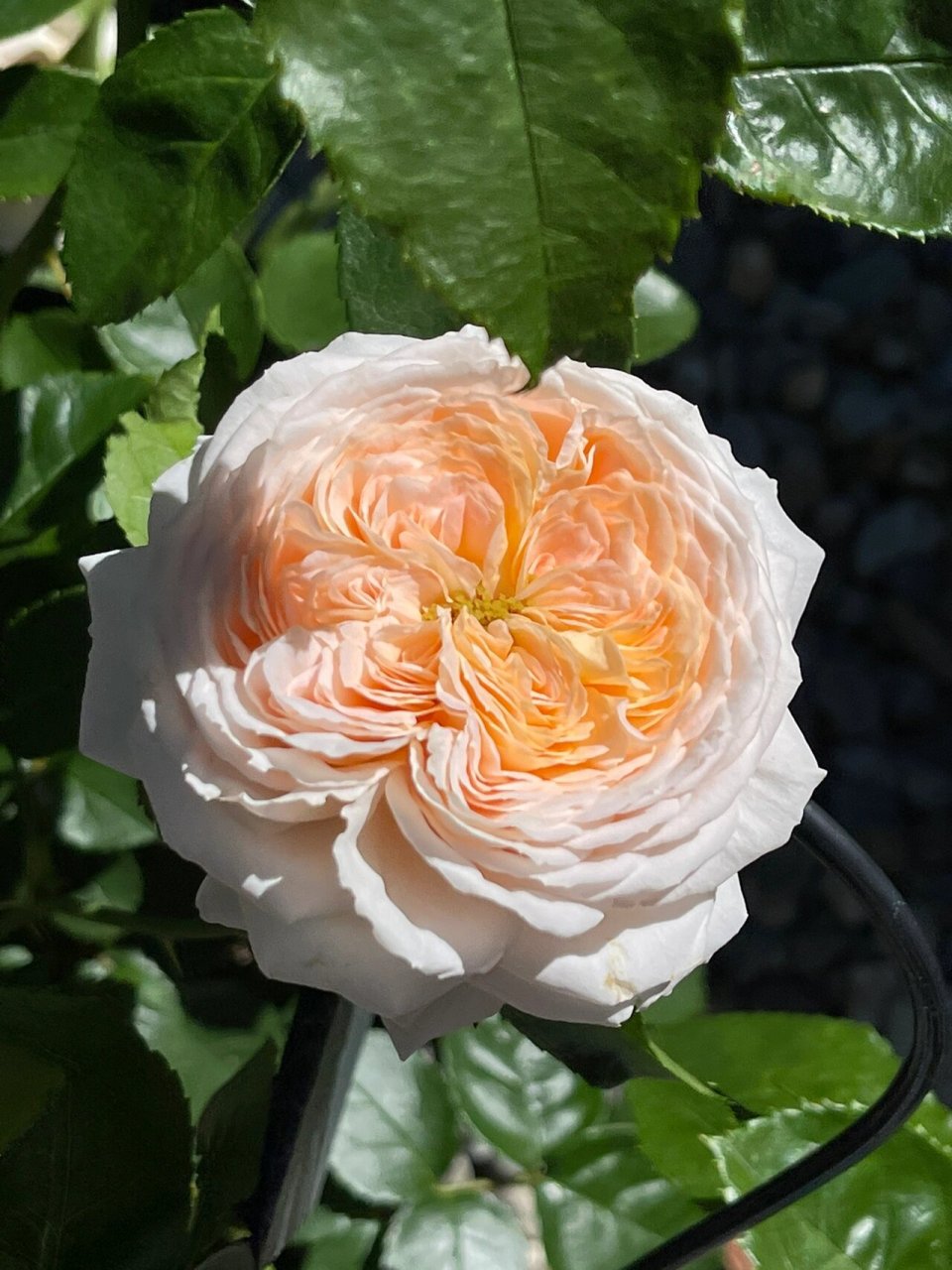 4 玫瑰香橙  de chantilly 香缇别苑又名玫瑰香橙,戴尔巴德2017年发布