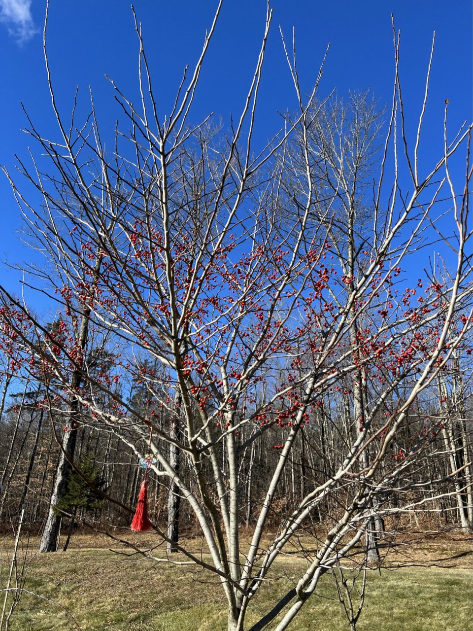 北美山楂树,冬日的红果点缀太美啦!