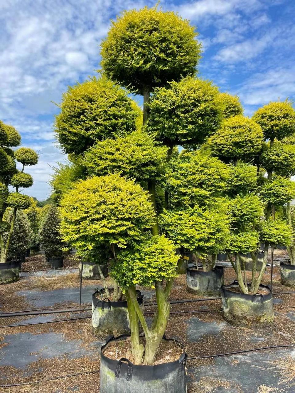 超可爱的亮晶女贞树98 亮晶女贞一年四季常绿 市面上有独杆的棒棒糖