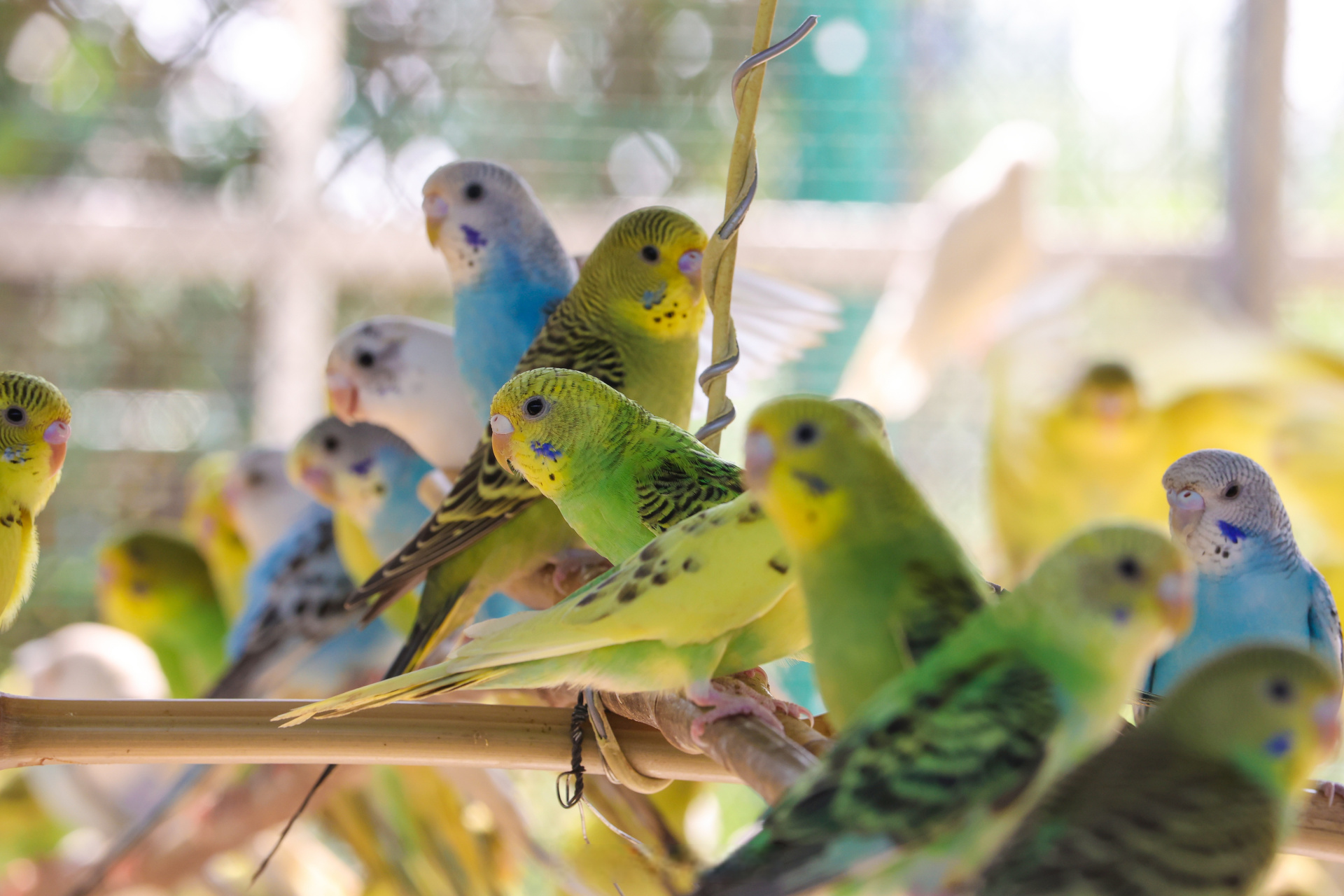 8月15日,在城乡一体化示范区水稻乡花生庄虎皮鹦鹉养殖场里,鸟儿"叽叽