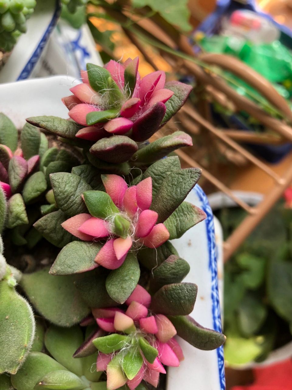 大家帮我看看我这个是药锦嘛? 吹雪之松锦 买回来一个月了 还是皱皱巴