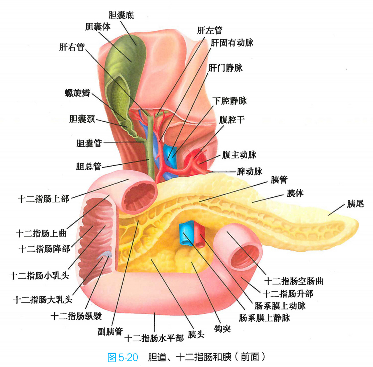 胆胰壶腹图片