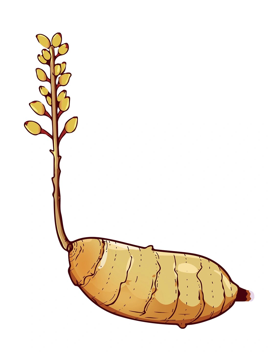 手绘天麻 可用于包装设计 可授权 听说天麻相关产品生产与售卖放开了