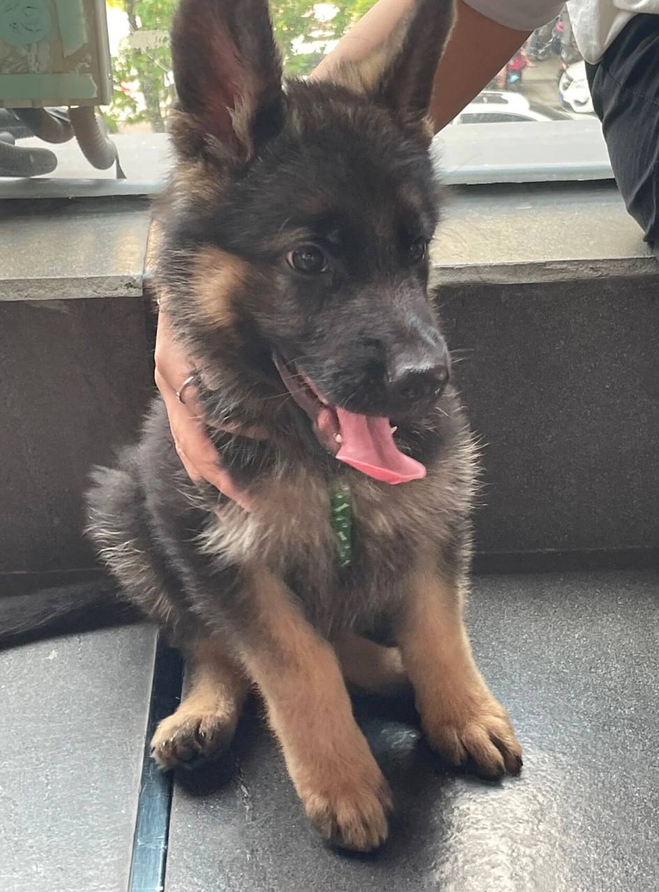 小德牧一个月的变化 图16615是两个月左右 图26615三个月多一