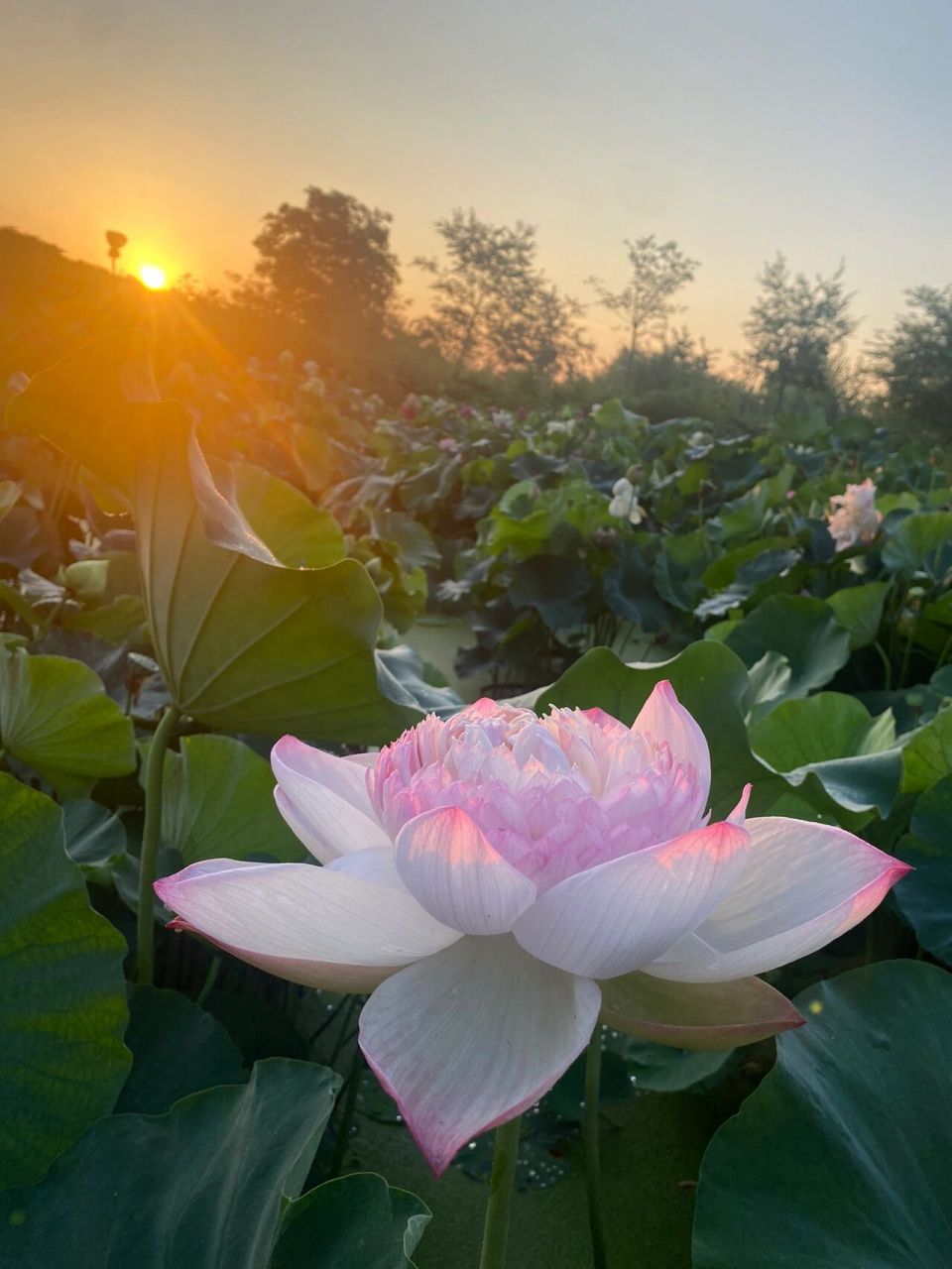 清晨的第一缕阳光照在荷花上 今天起床比较早,因为荷花初开都在早上.