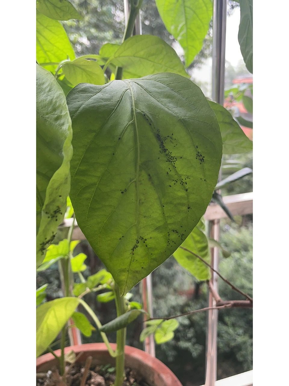 辣椒叶上有小黑点 我感觉是虫子.整株都有.请问怎么买药?