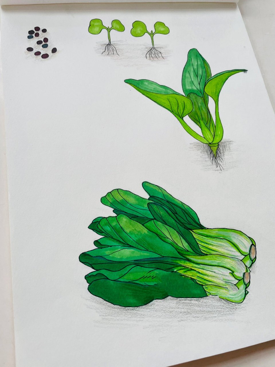 原创自然笔记-上海青(瓢儿白) 上海青是一种小白菜,叶少茎多,菜茎白白