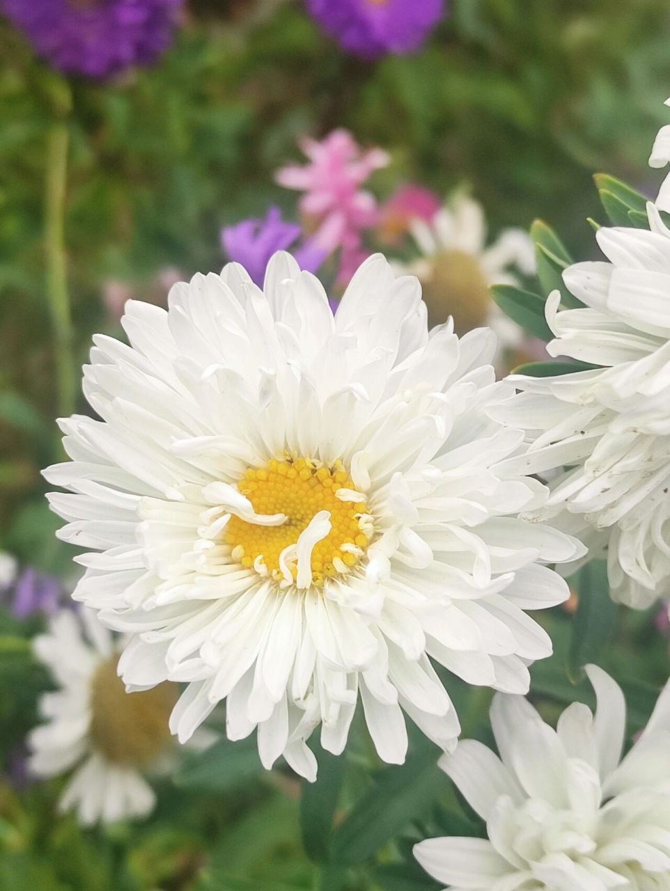 白菊花代表什么图片