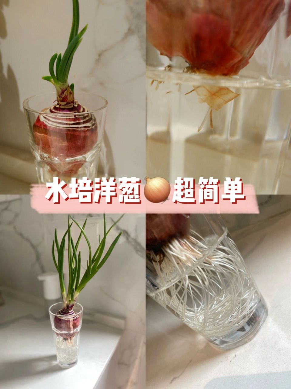 水培洋葱超简单tips01让我实现宅家葱花自由 95 直接抄作业哦95