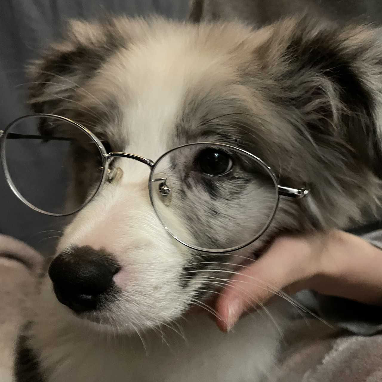 小狗头像 小狗头像第四弹～ 今日是眼镜小狗 十一戴了200多度的眼镜