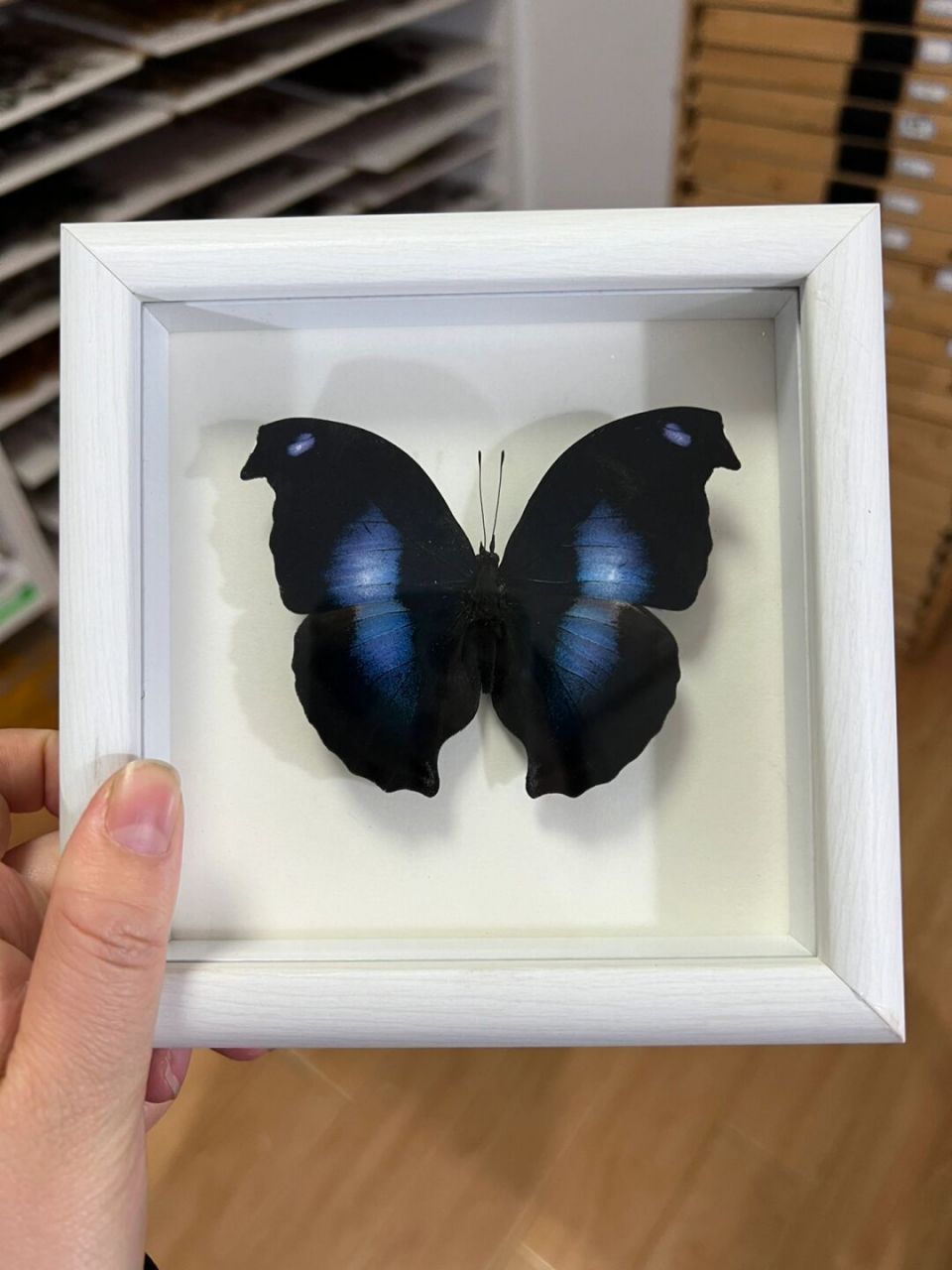 一物一图爱情鸟蛱蝶 图片是爱情鸟蛱蝶,实拍,右上翅修复,不过不影响