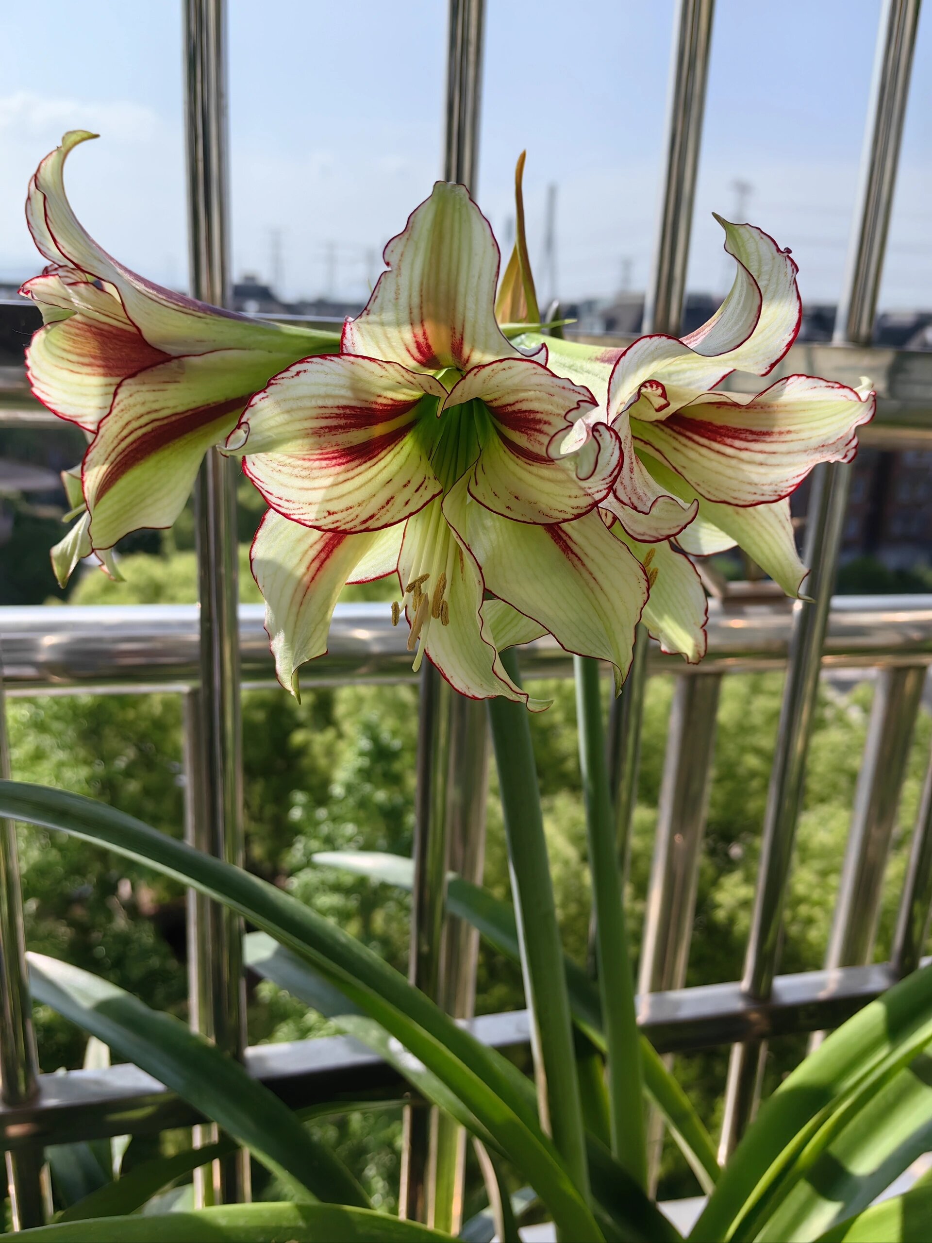 朱顶红,蜻蜓. 蜻蜓