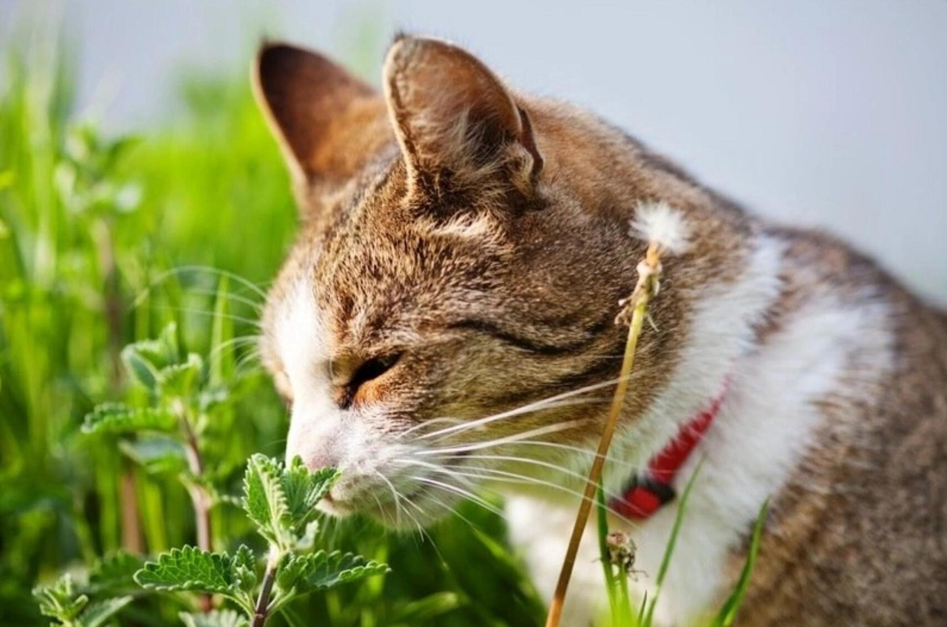 What does catnip do to cats​:The Fascinating World of Catnip and Its Effects on Feline Friends