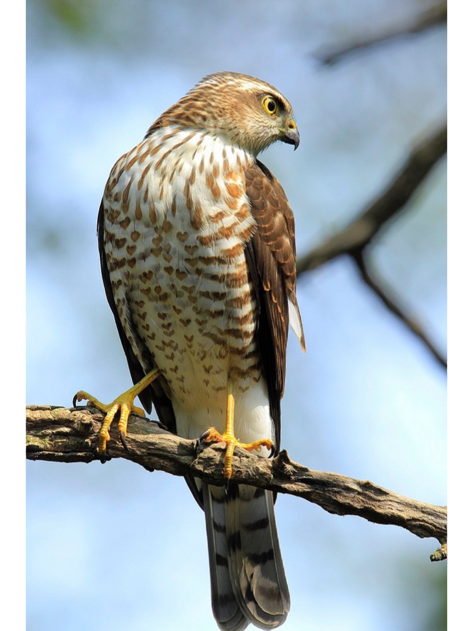 小旋风——松雀鹰 松雀鹰:又名"雀贼","南摆"