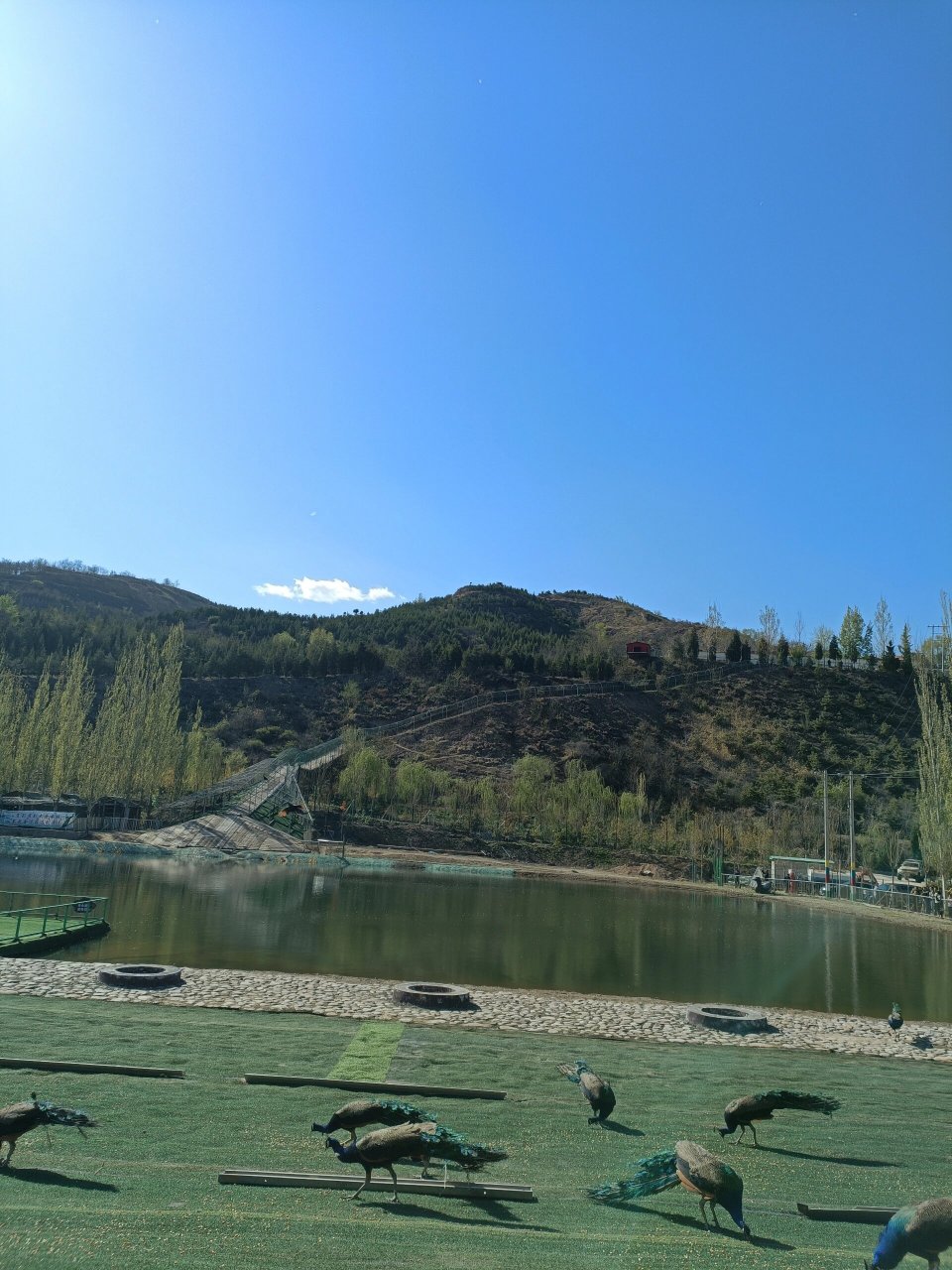 孔雀小镇|凤岛孔雀小镇 孔雀小镇位于太原市娄烦县天池店乡顺道村.