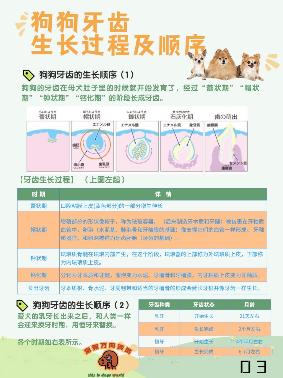 狗狗牙齿07数量构造生长换牙主人你知道吗 98狗狗和人类一样,07