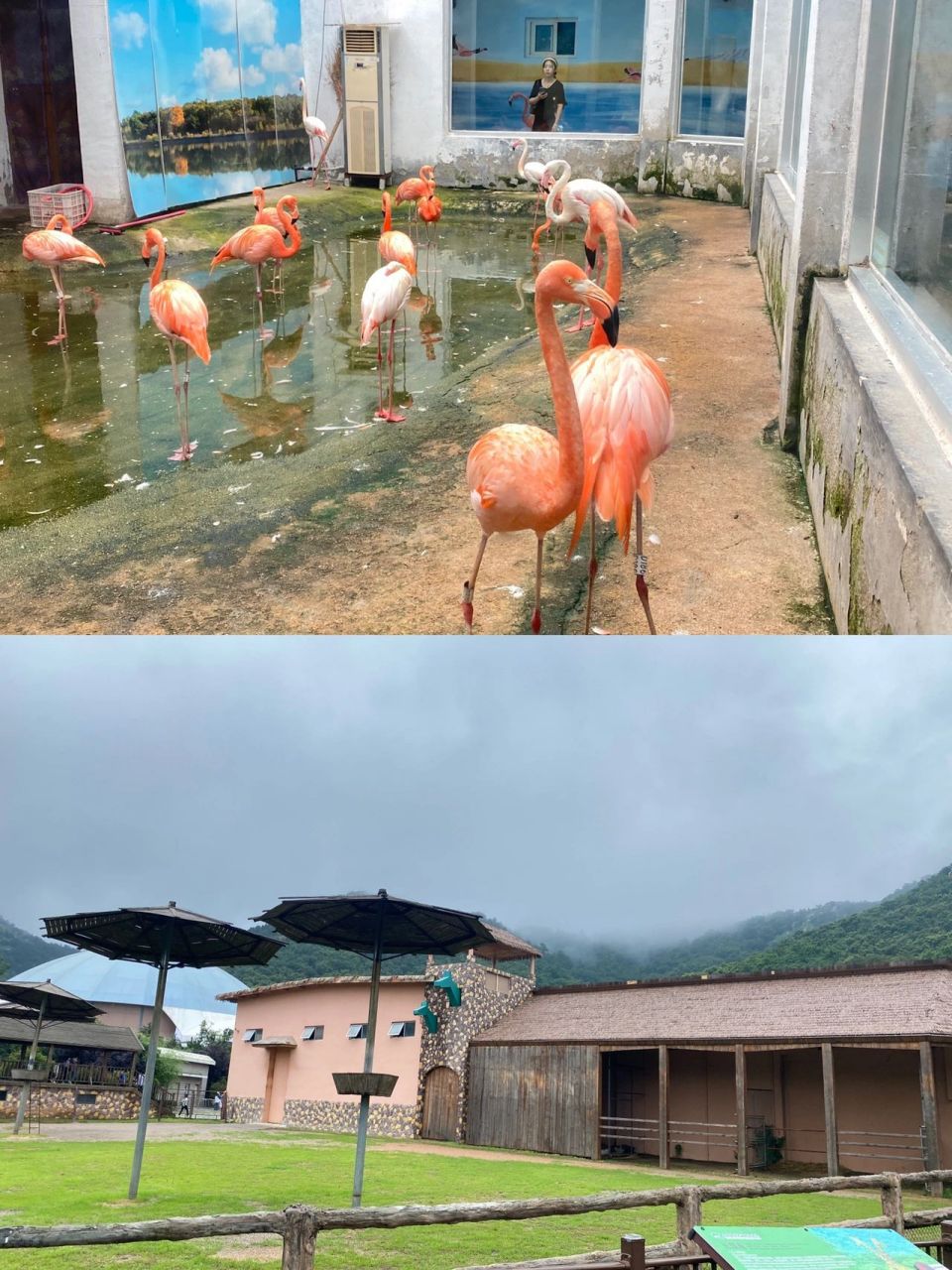 青岛西海岸小珠山森林野生动物园免费啦 预约游玩攻略看这里8915
