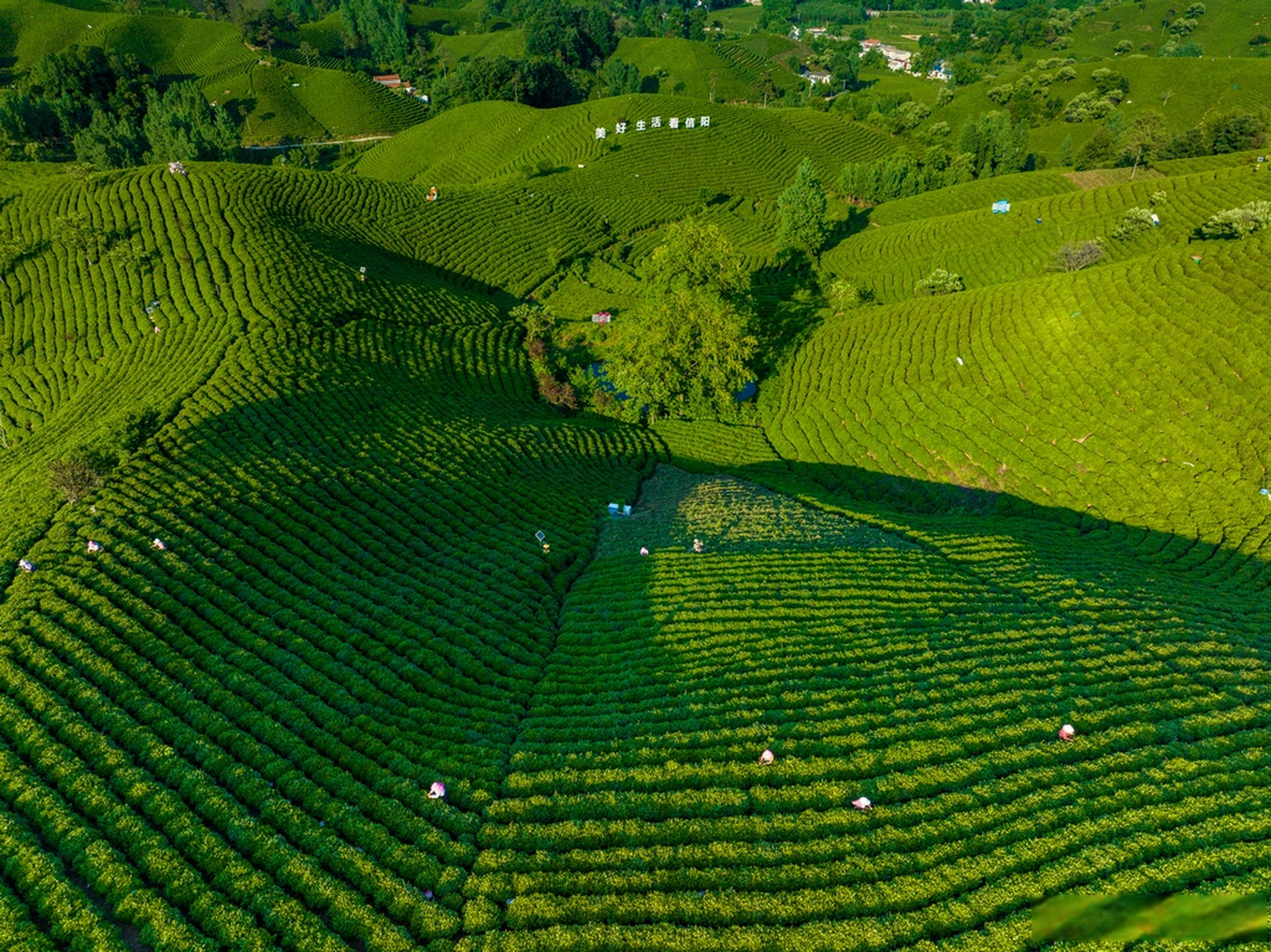 2023网络名人走进信阳# 信阳茶乡美景!