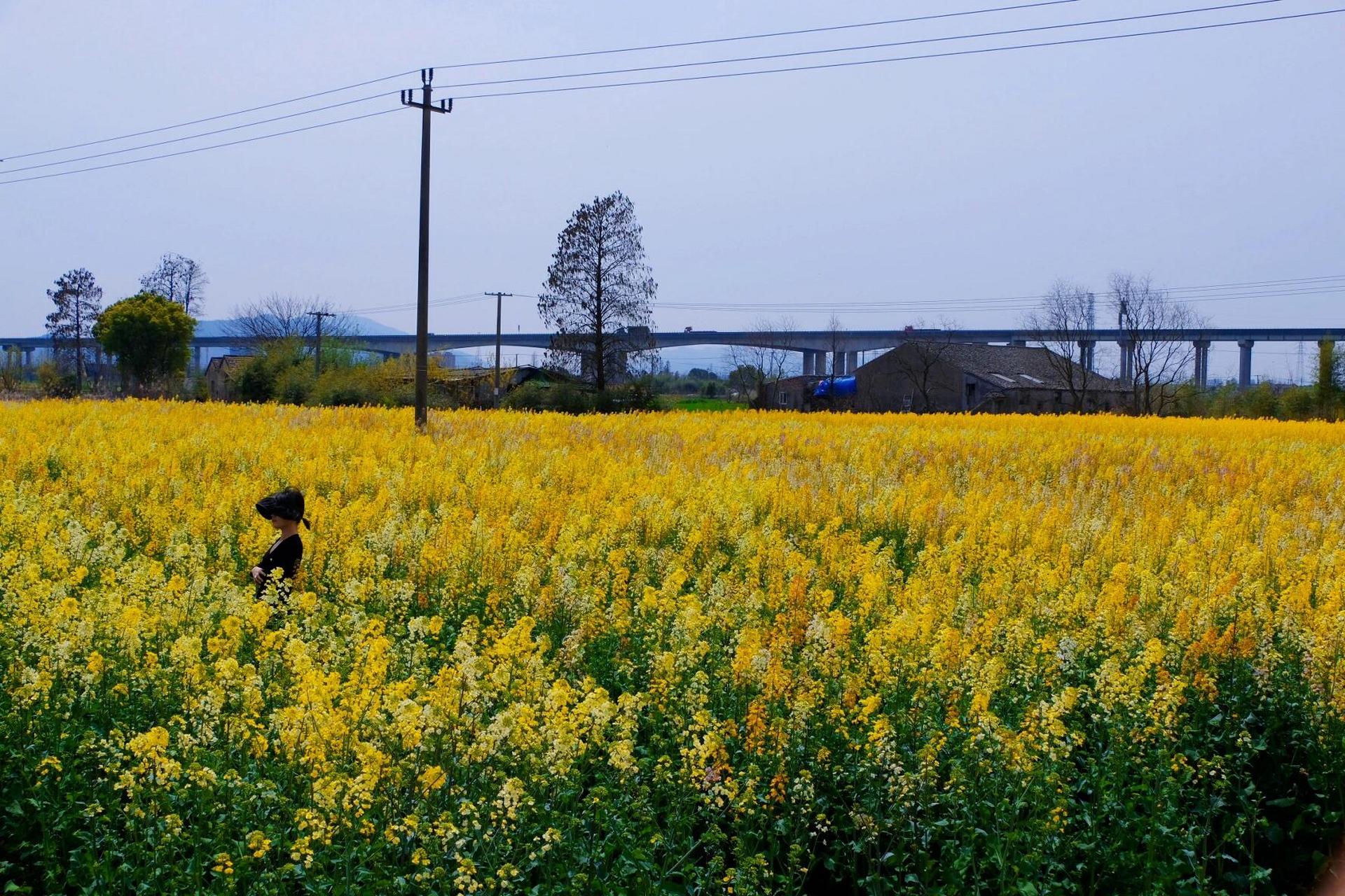 宁波 五彩油菜花田