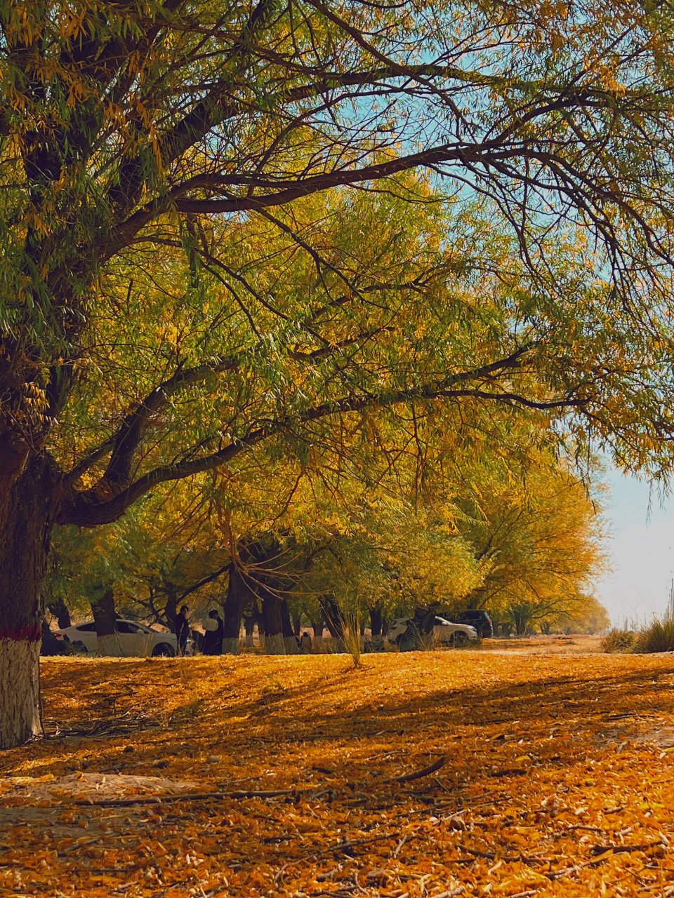 11月的第一天,银川美美的秋天94   晚秋的银川,适合喝着咖啡,看着