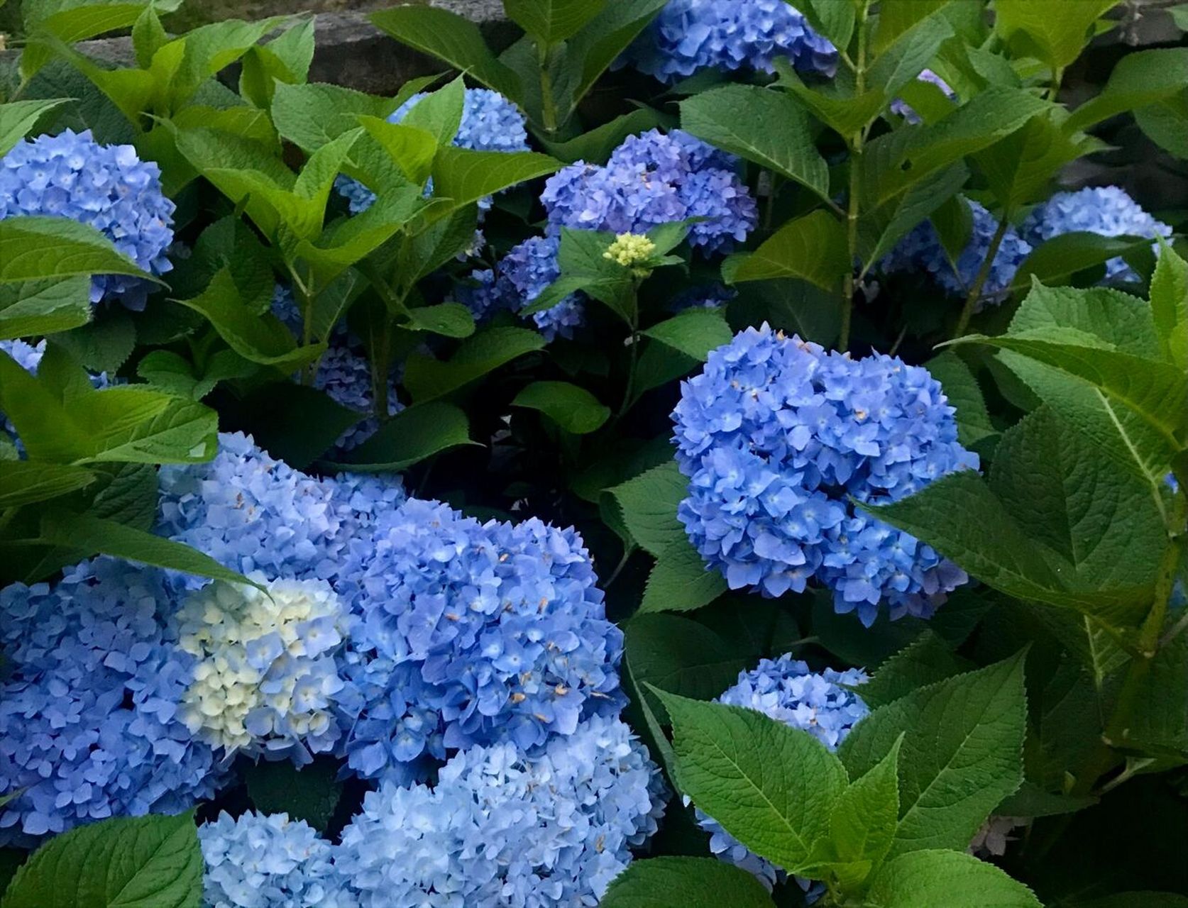 看植物生长真的很治愈 ～购买～ 无尽夏绣球花生长很快,只要养护恰当