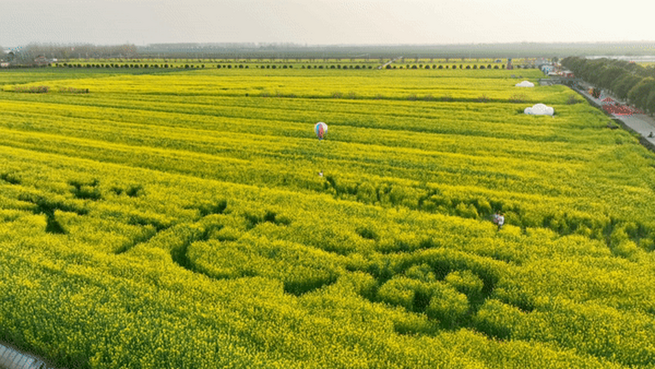 蔡甸消泗油菜花图片