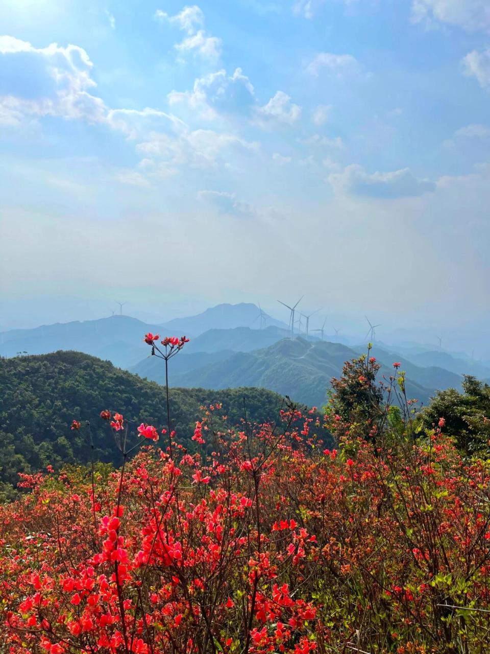 09户外徒步|从化通天蜡烛|杜鹃花丛林 96 广州从化的"通天蜡烛"
