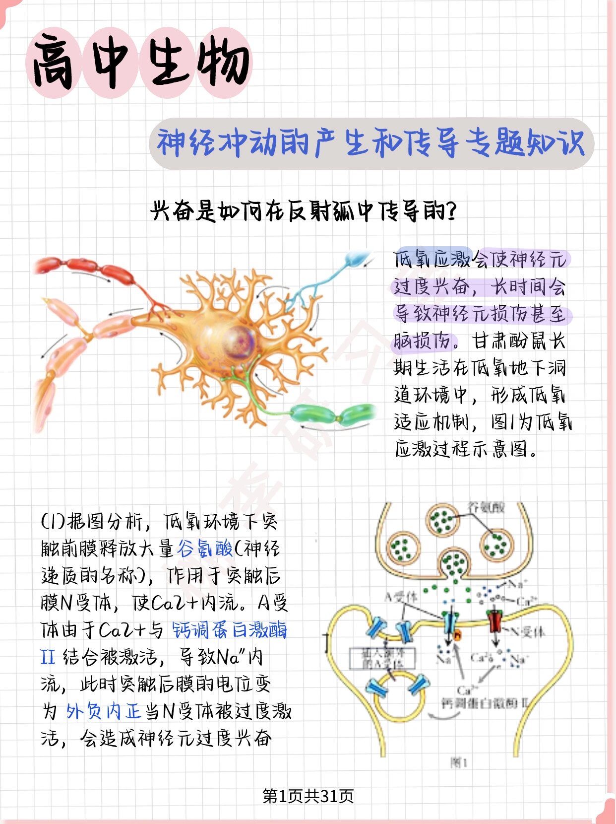 神经传导示意图图片