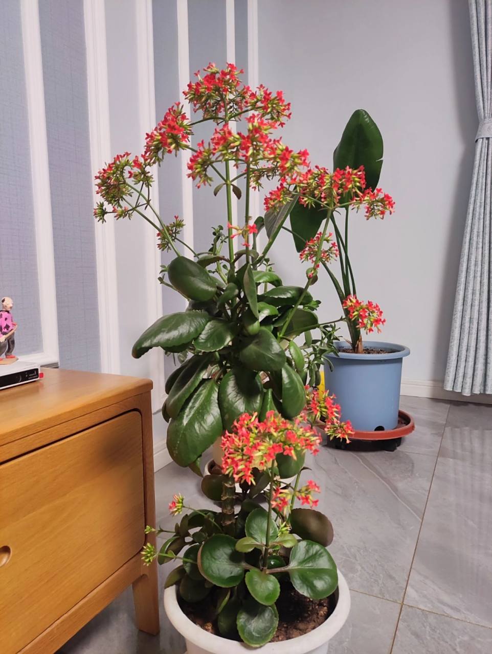 养了两年的凤尾长寿花,今年开的很漂亮.