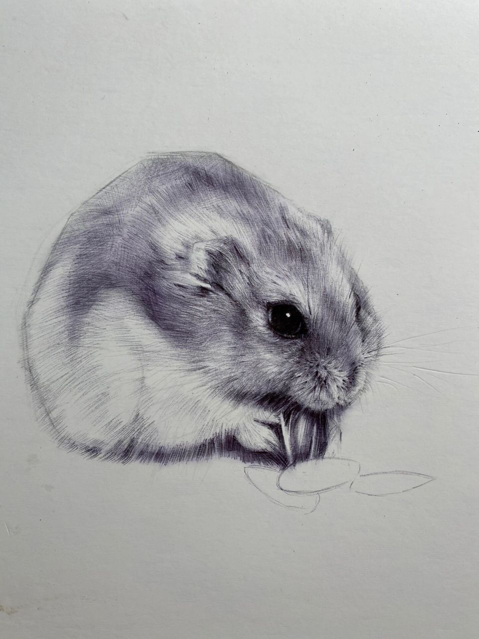 动物素描-仓鼠 及一些作画步骤