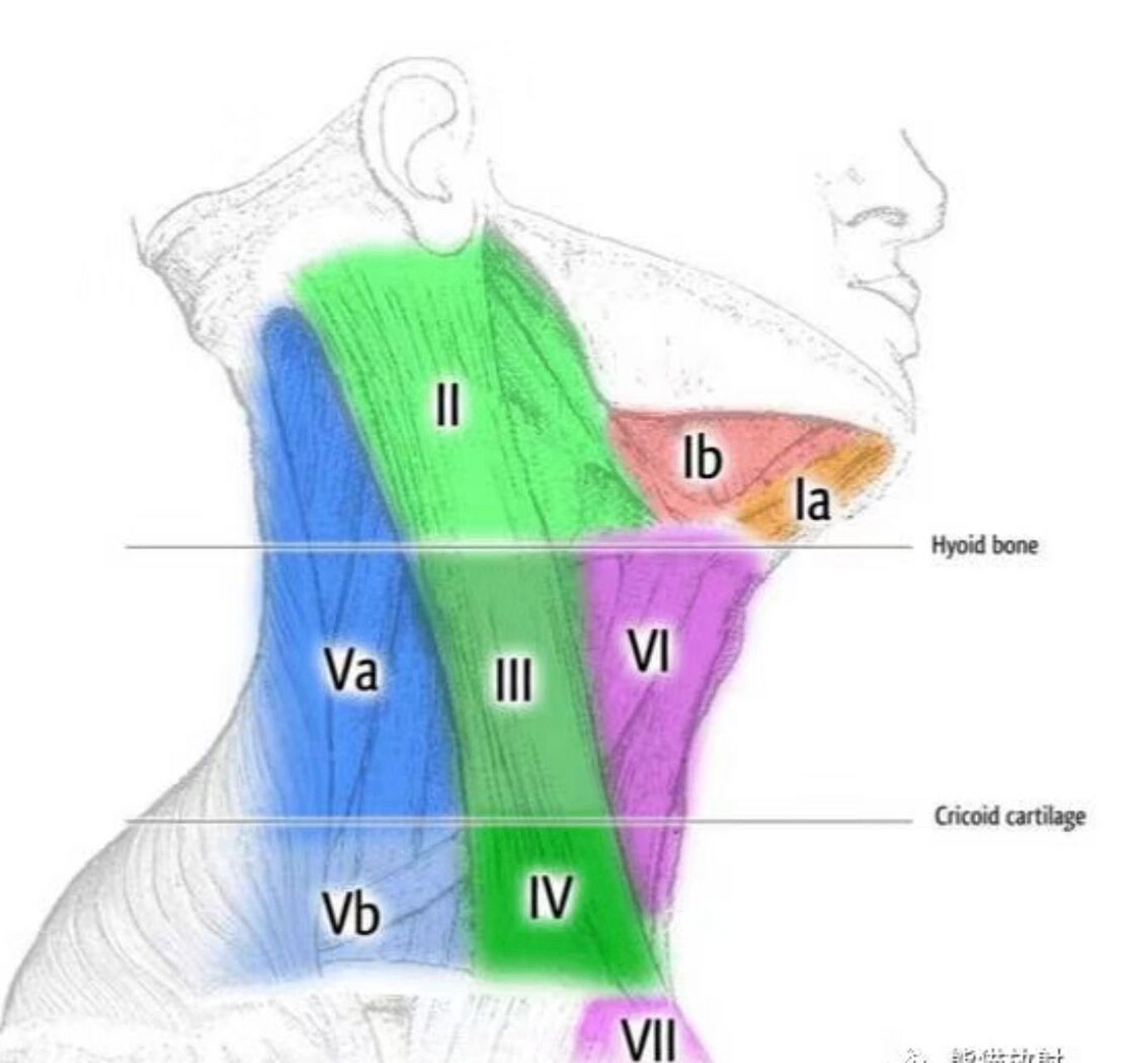 颈部淋巴结区域划分图图片