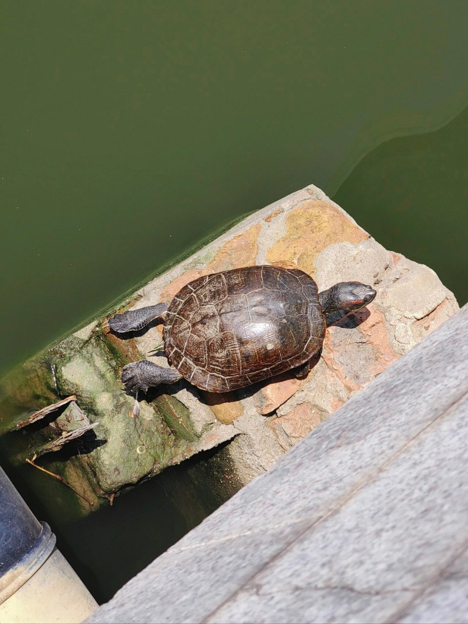 江南大学惊现太湖神鼋 就在图书馆后门小蠡湖这里 拍照的时候使劲捏着