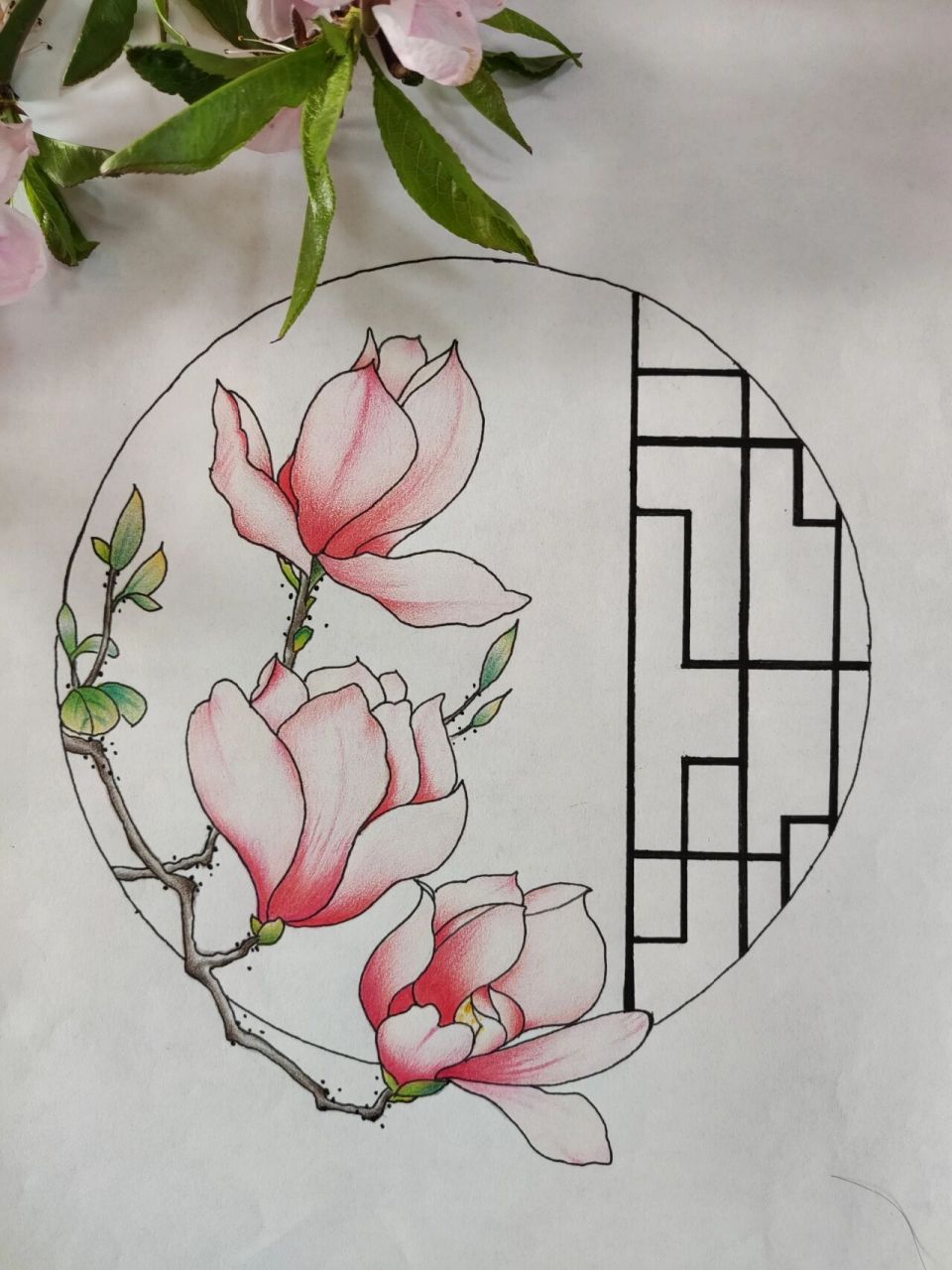 玉兰 玉兰花的花语是报恩,倒是很贴切的花语,很努力地用自己的美丽