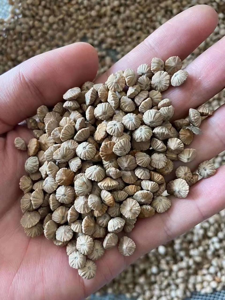 金钱籽 九华山三宝之一 九华山金钱籽,又称金钱莲花菩提,来九华山一定